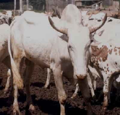 White Fulani cattle White Fulani Cattle Modern Farming Methods