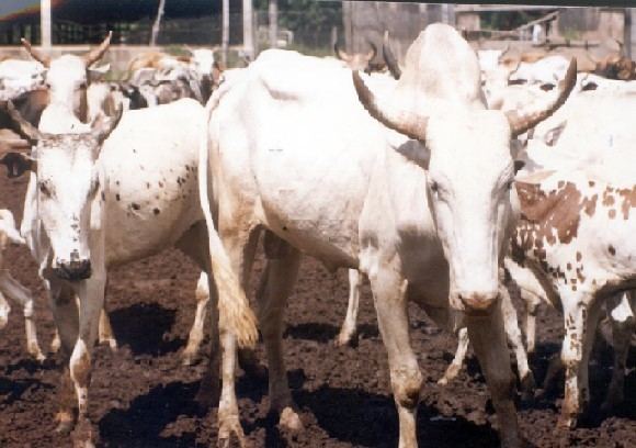 White Fulani cattle agtrilricgiarorgagtrwebimagesCattleImagewfu