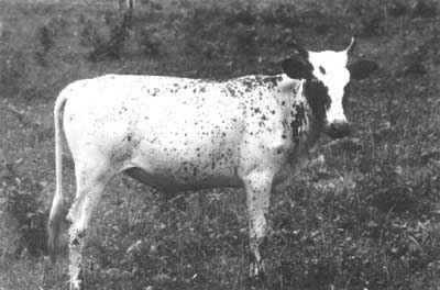White Fulani cattle Chapter 3 Description of trypanotolerant livestock