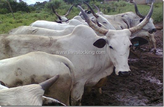 White Fulani cattle Facts About Cattle Farming Livestocking