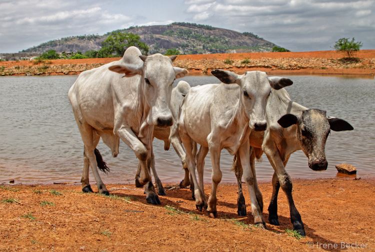 White Fulani cattle White Fulani Cattle View On Black White Fulani Cattle by I Flickr
