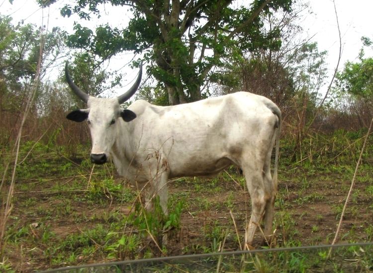 White Fulani cattle White fulani Nigeria Cattle of the world Pinterest