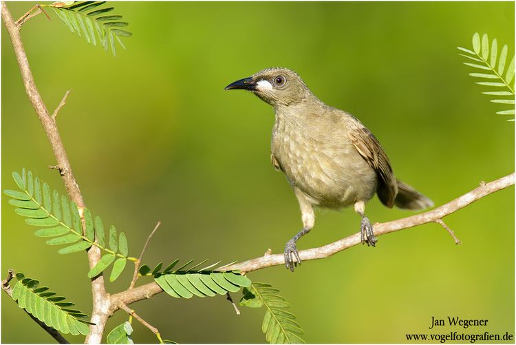 White-gaped honeyeater wwwvogelfotografiendelargejpegs157360Whiteg