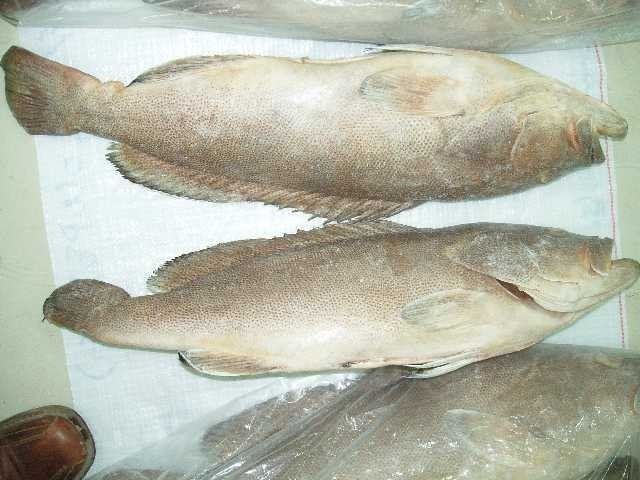 White grouper Fresh Grouper Fish Fresh Grouper Fish Suppliers and Manufacturers