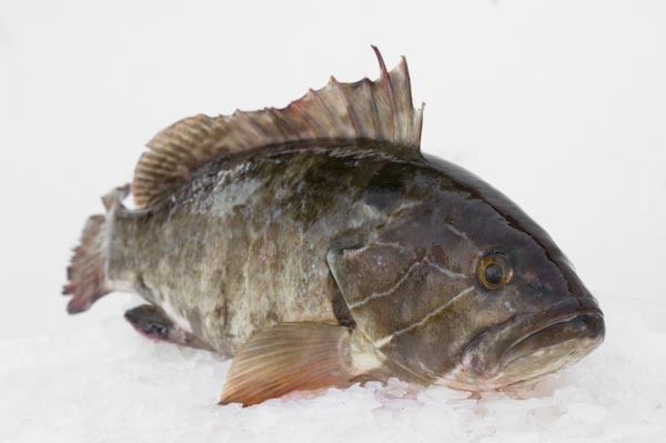 White grouper White Grouper White Grouper Suppliers and Manufacturers at Alibabacom