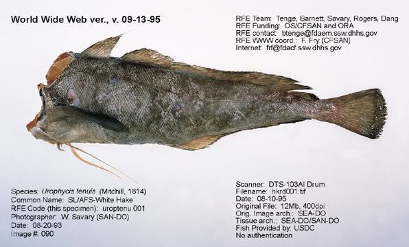 White hake Regulatory Fish Encyclopedia RFE gt RFE Page 1 for ltigtUrophycis