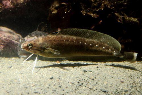 White hake NHCS Week 6Last Week of Session 3 White Hake New Hampshire