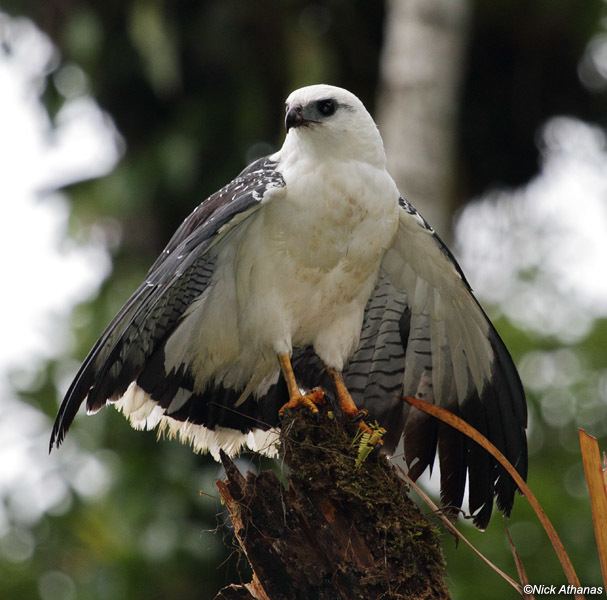 White hawk antpittacom Photo Gallery Hawks Kites and Eagles Part II