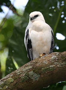 White hawk httpsuploadwikimediaorgwikipediacommonsthu
