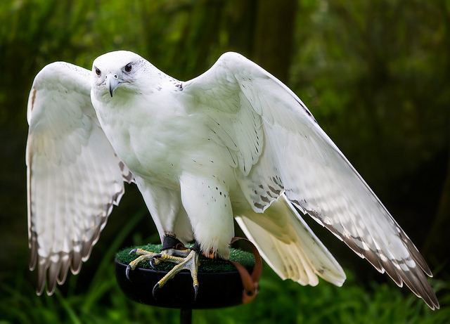 White hawk White Hawk In Flying Mode White hawk is very excellent bird White