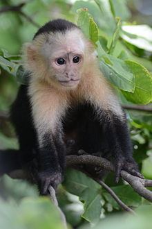 White headed capuchin - Alchetron, The Free Social Encyclopedia