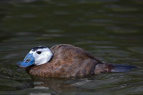White-headed duck Whiteheaded Duck Rare and Endangered Series Nature Notes