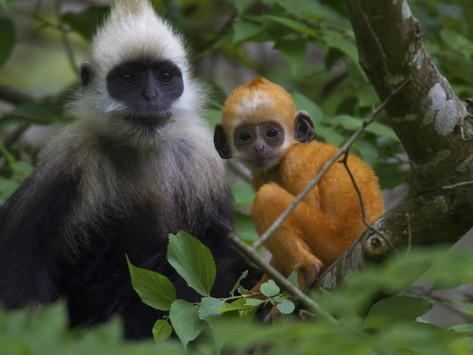 White-headed langur A WhiteHeaded Langur an Infant in a Tree Photographic Print by Jed