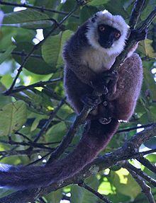 White-headed lemur httpsuploadwikimediaorgwikipediacommonsthu