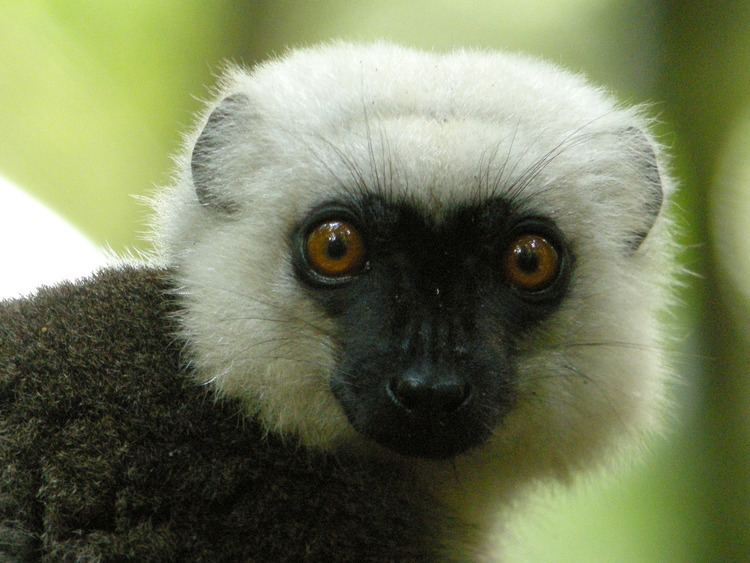 White-headed lemur FileWhiteheaded Lemur Masoala National Park Madagascar 2jpg