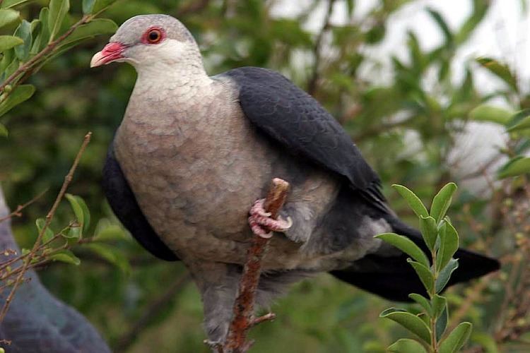 White-headed pigeon Whiteheaded Pigeon Canberra Birds