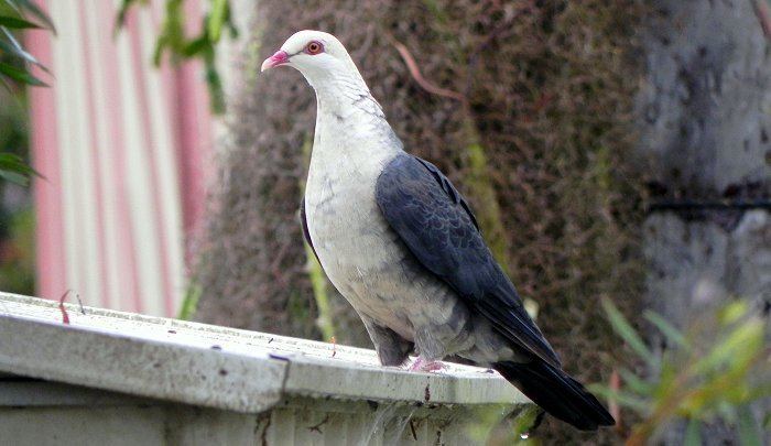 White-headed pigeon Whiteheaded Pigeon Australian Bush Birds