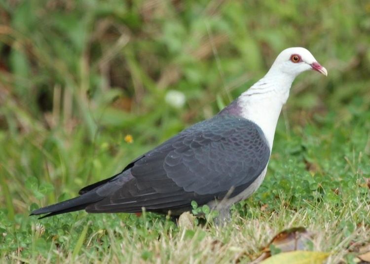 White-headed pigeon Whiteheaded Pigeon BIRDS in BACKYARDS