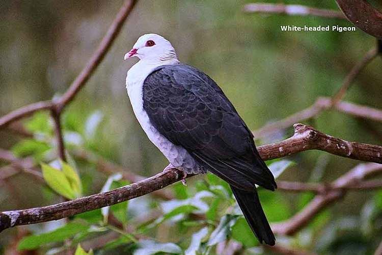 White-headed pigeon canberrabirdsorgauwpcontentgallerywhitehead
