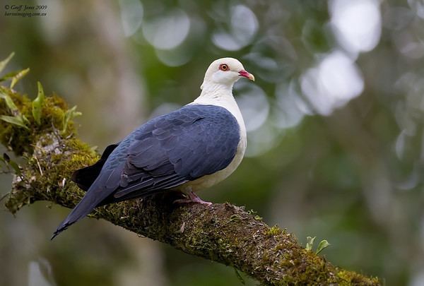 White-headed pigeon Whiteheaded Pigeon Columba leucomela Barraimaging