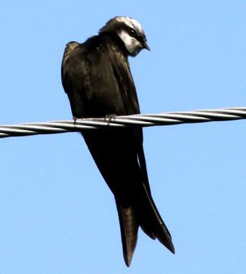 White-headed saw-wing Whiteheaded Sawwing