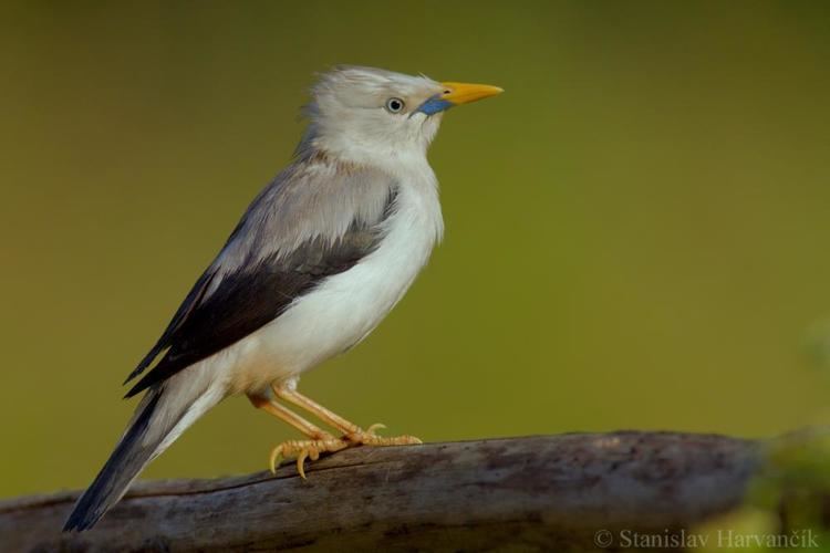 White-headed starling Whiteheaded Starling Sturnia erythropygia videos photos and