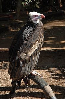 White-headed vulture httpsuploadwikimediaorgwikipediacommonsthu