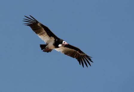 White-headed vulture Whiteheaded Vulture Trigonoceps occipitalis Planet of Birds