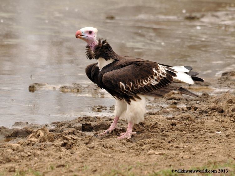 White-headed vulture whiteheaded vulture Wilkinson39s World