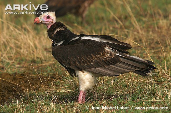 White-headed vulture Whiteheaded vulture videos photos and facts Trigonoceps