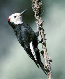 White-headed woodpecker httpsuploadwikimediaorgwikipediacommonsthu