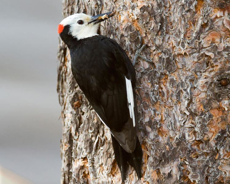 White-headed woodpecker Whiteheaded Woodpecker Audubon Field Guide