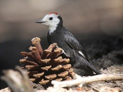 White-headed woodpecker Whiteheaded Woodpecker Identification All About Birds Cornell