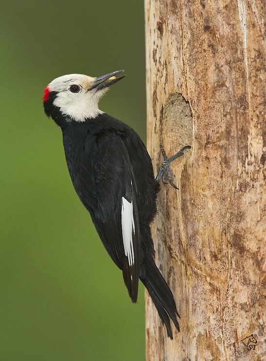 White-headed woodpecker Steve Ting Photography Whiteheaded Woodpecker