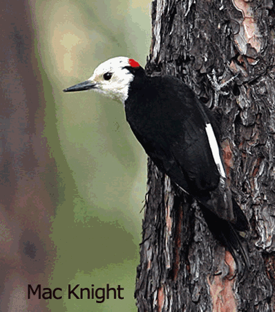 White-headed woodpecker Whiteheaded Woodpecker Picoides albolarvatus Planet of Birds