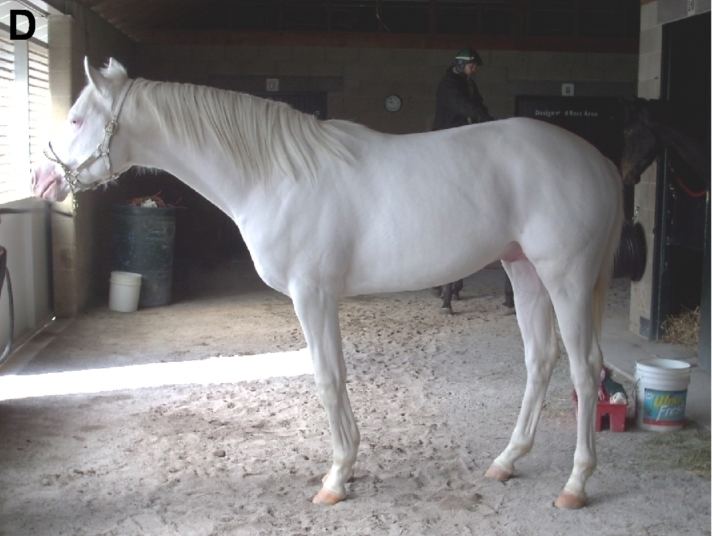 White (horse)