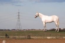 White Horse at Ebbsfleet httpsuploadwikimediaorgwikipediaenthumb9
