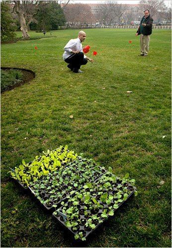 White House Vegetable Garden Obamas Prepare to Plant White House Vegetable Garden The New York