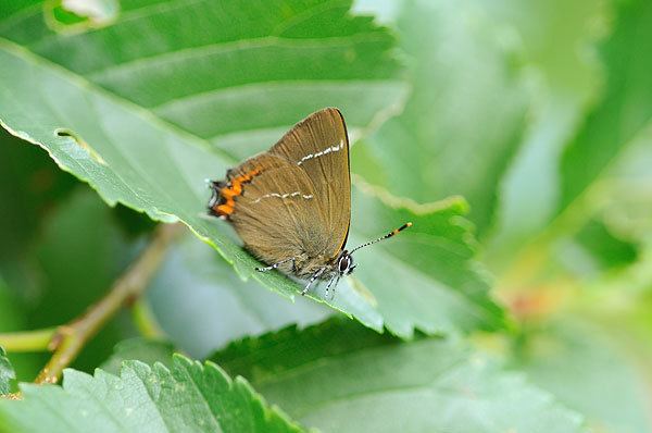 White-letter hairstreak British Butterflies A Photographic Guide by Steven Cheshire