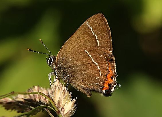 White-letter hairstreak Surfbirds Online Photo Gallery Search Results