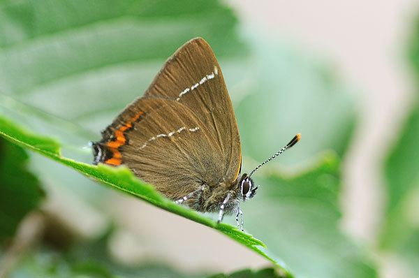 White-letter hairstreak British Butterflies A Photographic Guide by Steven Cheshire