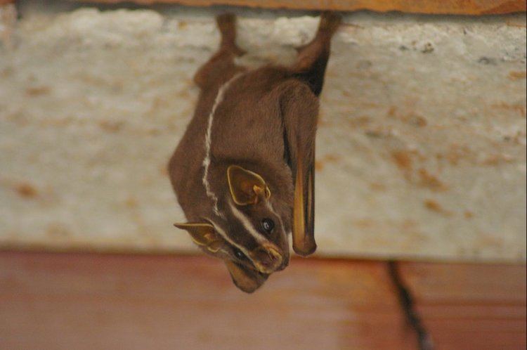 White-lined broad-nosed bat