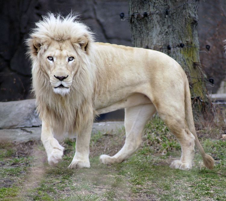 A White lion with a tough look while walking