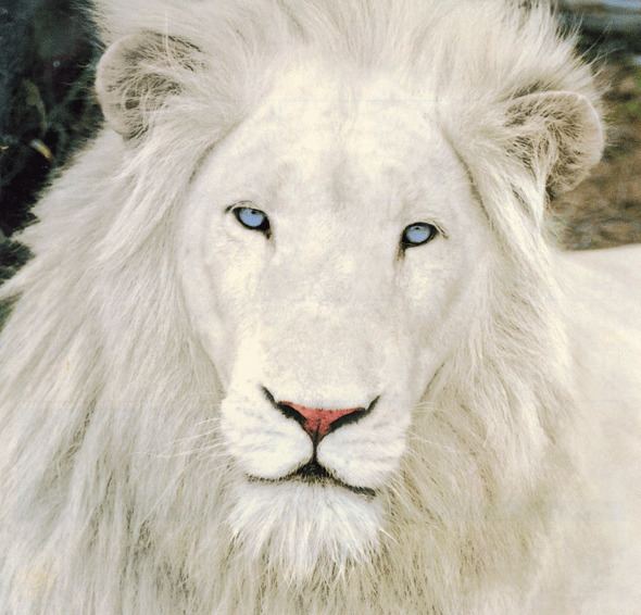 A White lion with blue eyes