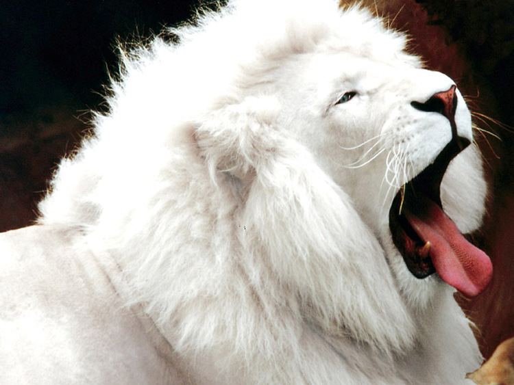 A white lion yawning