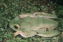White-lipped bright-eyed frog httpsuploadwikimediaorgwikipediacommonsthu