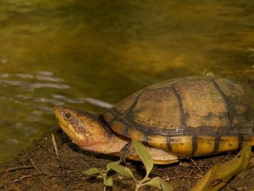 White lipped mud turtle - Alchetron, the free social encyclopedia