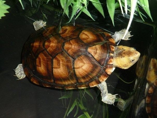 White lipped mud turtle - Alchetron, the free social encyclopedia