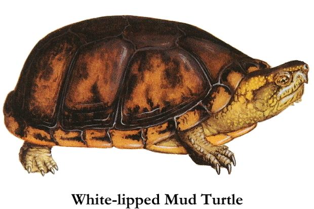 White lipped mud turtle - Alchetron, the free social encyclopedia