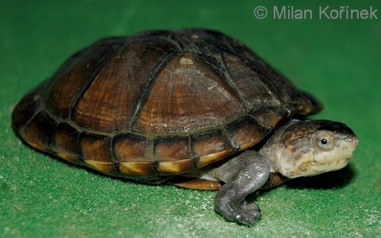 White lipped mud turtle - Alchetron, the free social encyclopedia